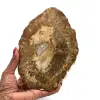 Scheibe aus versteinertem holz aus madagaskar - 0