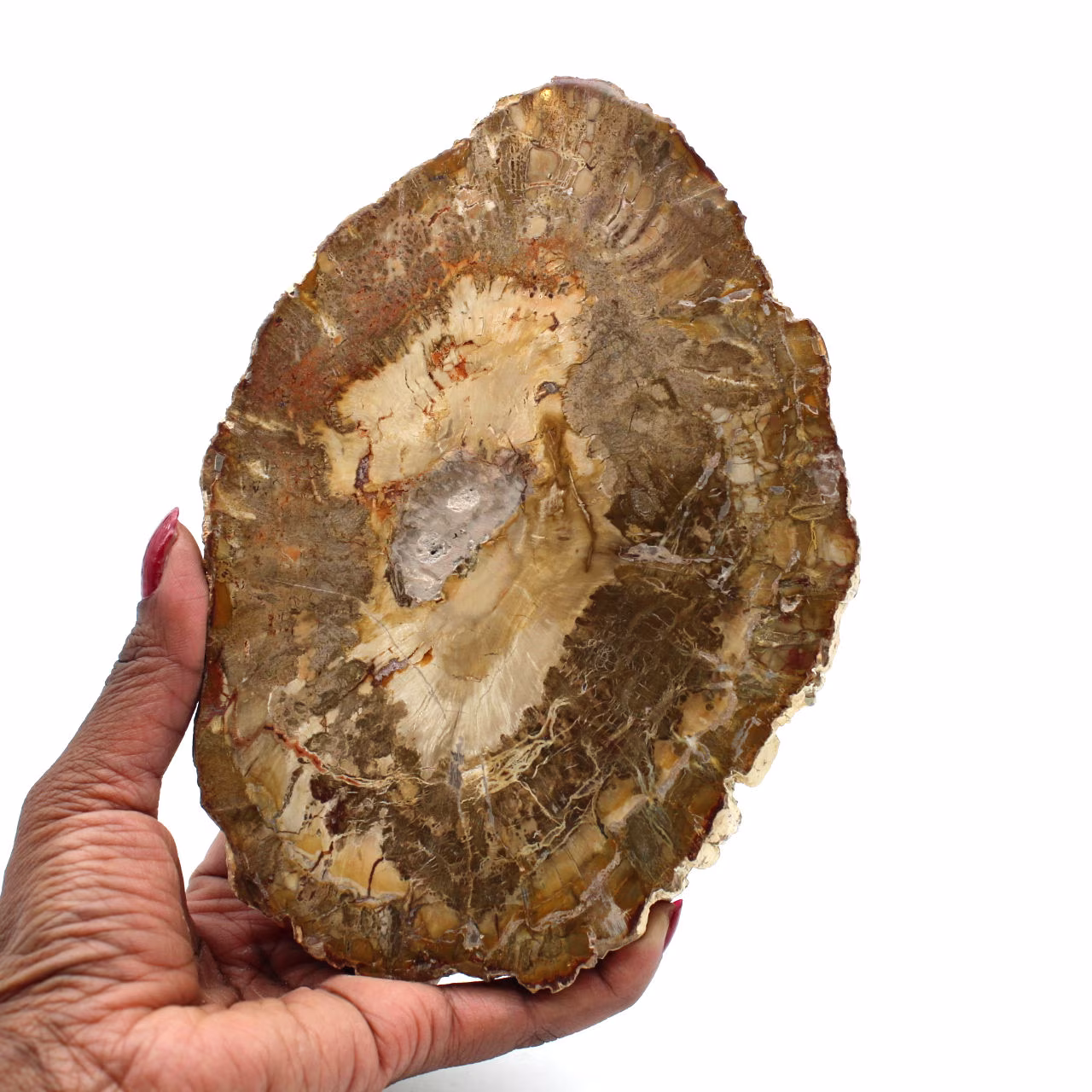 Scheibe aus versteinertem holz aus madagaskar