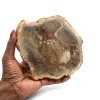Versteinertes holz aus madagaskar - 0