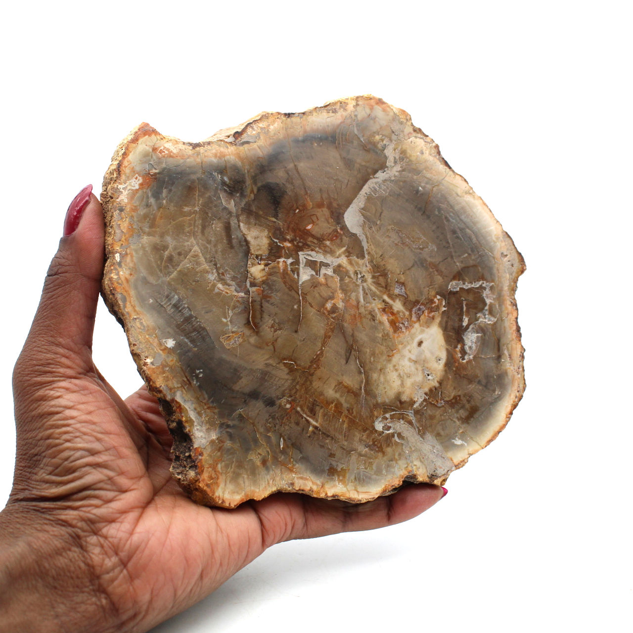 Versteinertes holz aus madagaskar