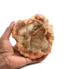 Natürliches versteinertes holz - 0