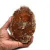Versteinertes poliertes holz aus madagaskar - 0