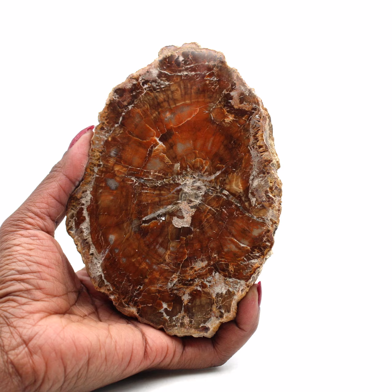 Versteinertes poliertes holz aus madagaskar