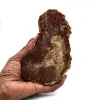 Natürliches poliertes versteinertes holz - 0