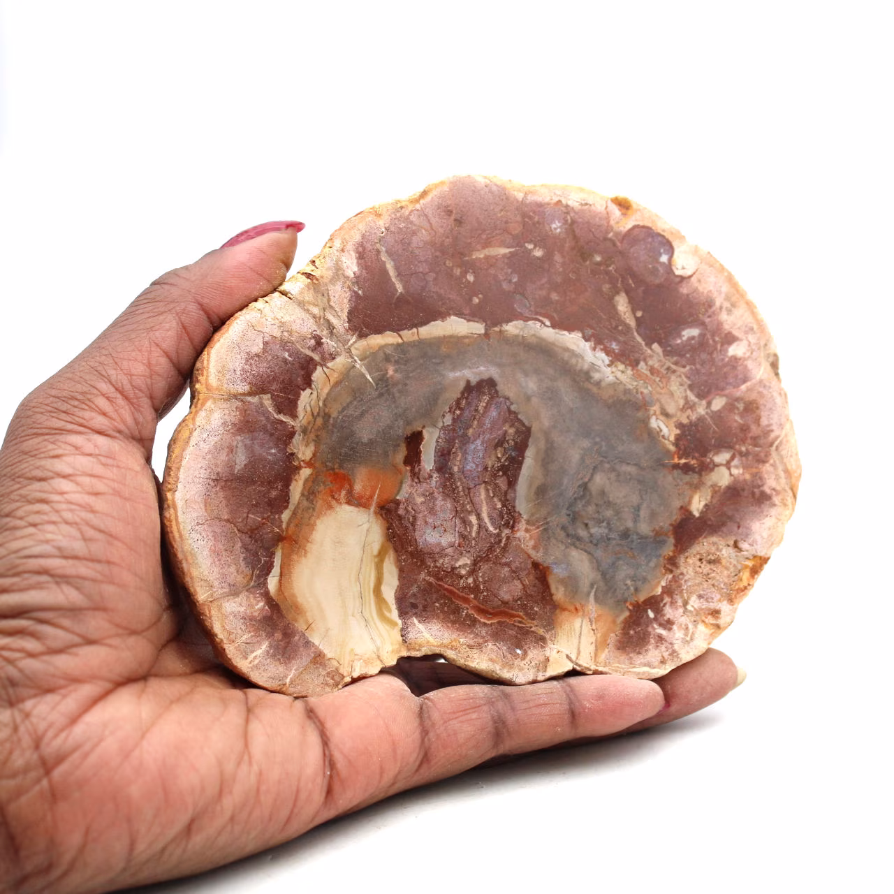 Scheibe aus verkieseltem holz aus madagaskar