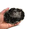Scheibe aus versteinertem holz aus madagaskar - 0