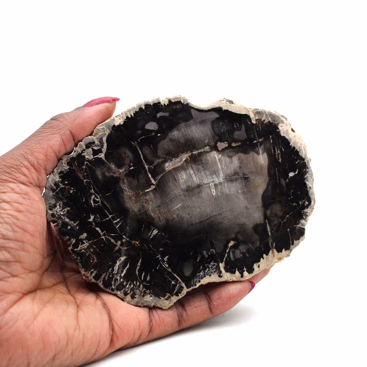 Scheibe aus versteinertem holz aus madagaskar