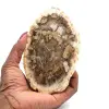 Versteinertes holz aus madagaskar - 0