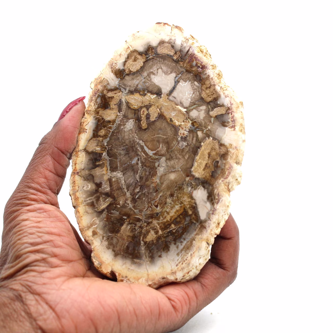Versteinertes holz aus madagaskar