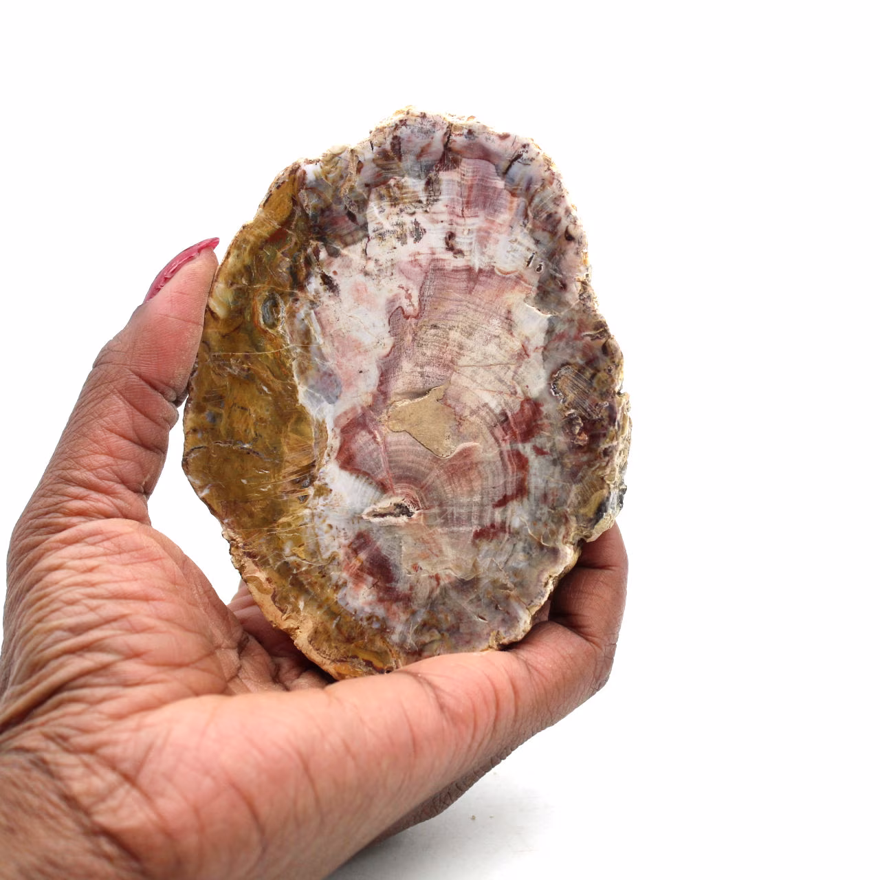 Scheibe aus natürlichem versteinertem holz