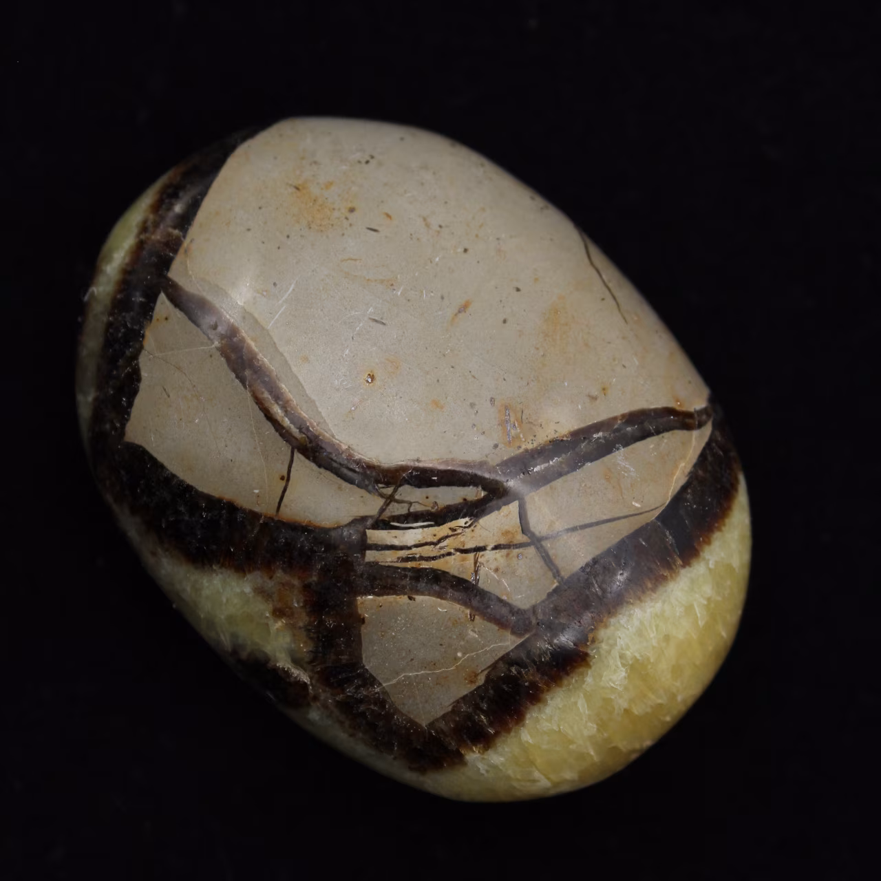 Kiesel von septaria