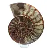 Polierter Ammonit aus Madagaskar - 0