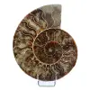 Poliertes Ammonitenfossil - 0