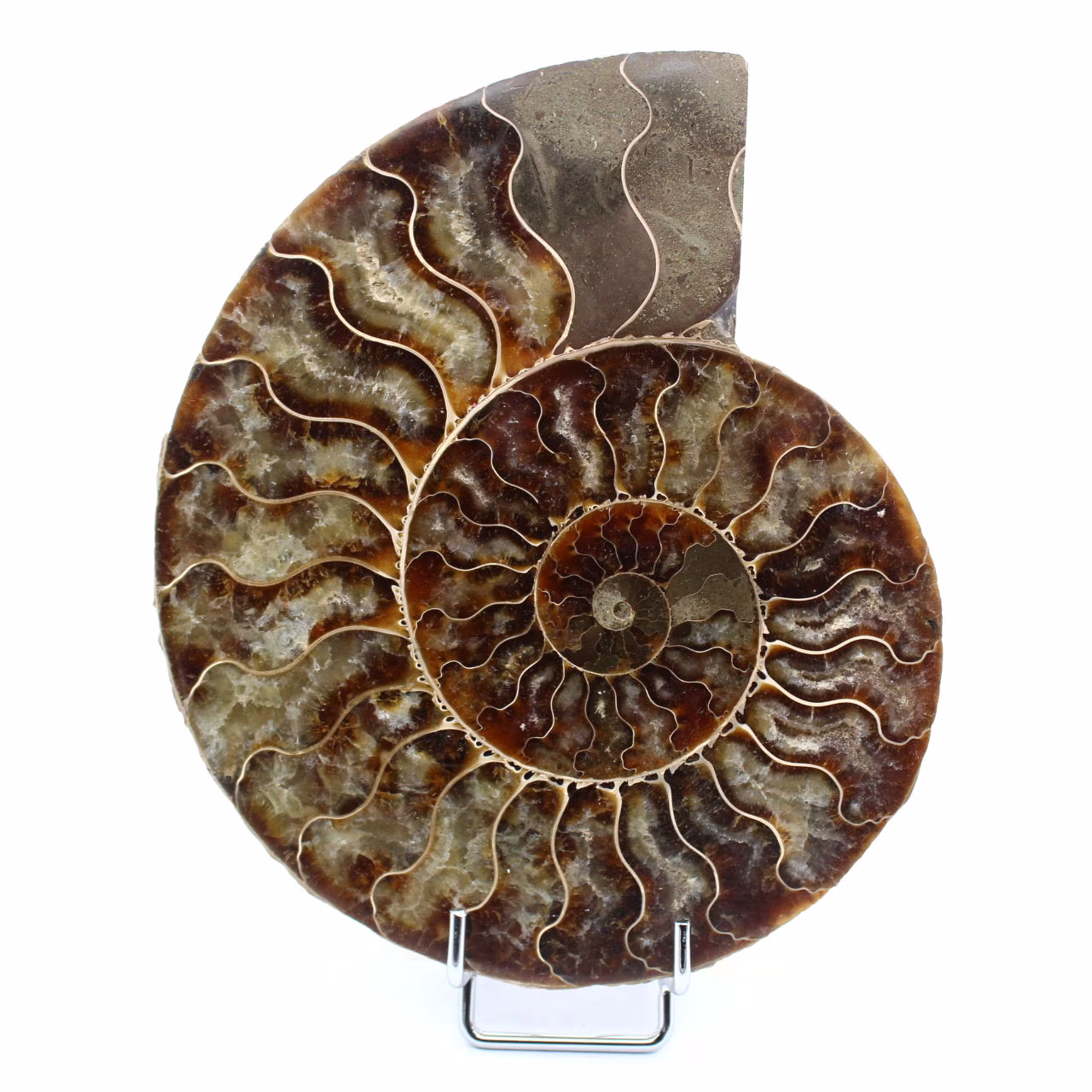 Poliertes Ammonitenfossil