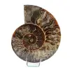 Natürlicher Ammonit aus Madagaskar - 0