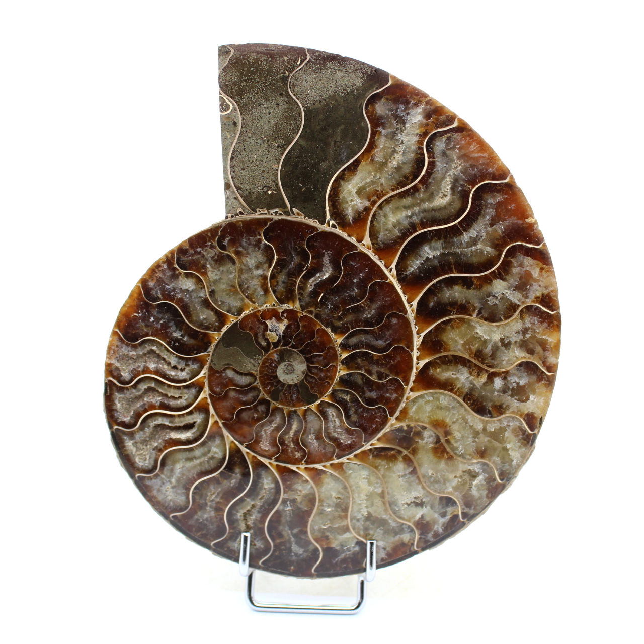 Natürlicher Ammonit aus Madagaskar