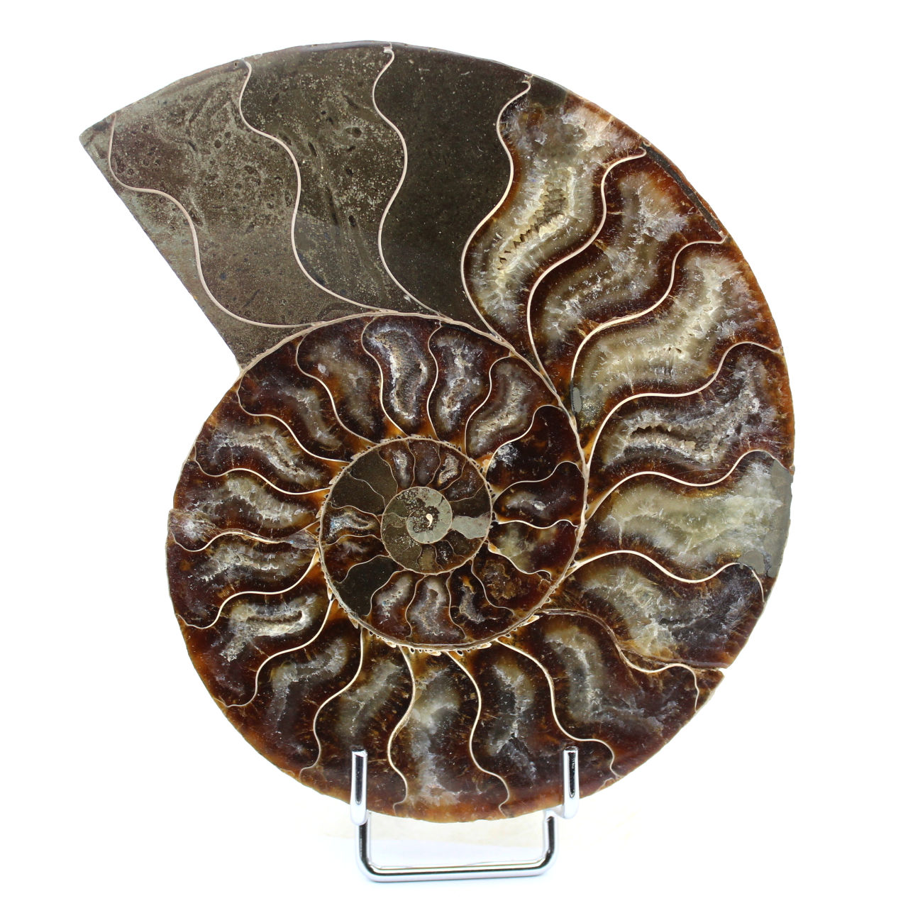Fossiler natürlicher Ammonit