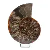 Fossiler Ammonit aus Madagaskar - 0