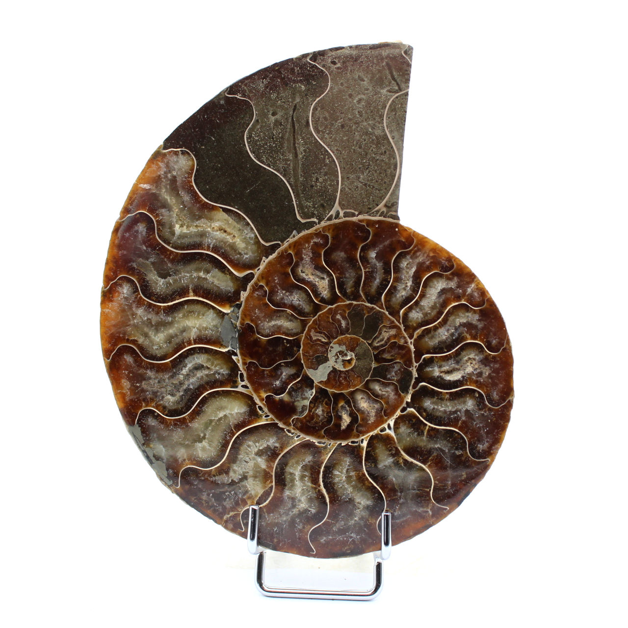 Fossiler Ammonit aus Madagaskar