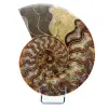Fossiler polierter natürlicher Ammonit - 0