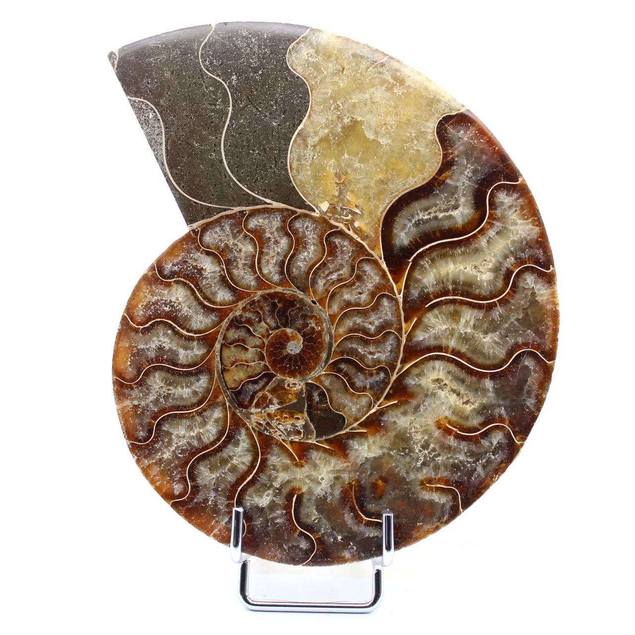 Fossiler polierter natürlicher Ammonit