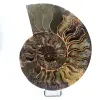 Polierter Ammonit aus Madagaskar - 0