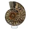 Fossiler natürlicher Ammonit - 0
