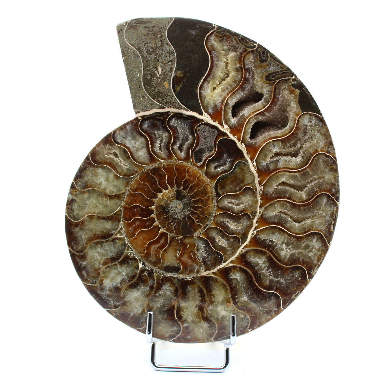 Fossiler natürlicher Ammonit