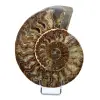 Fossiler Ammonit aus Madagaskar - 0