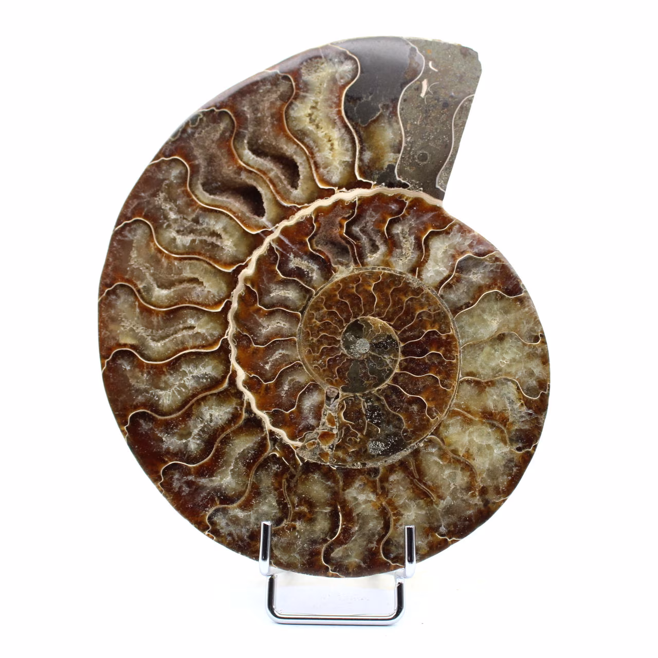Fossiler Ammonit aus Madagaskar