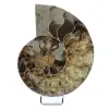 Ammonit aus Madagaskar - 0