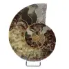 Einteiliges Ammonitenfossil - 0