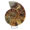 Fossiler polierter natürlicher Ammonit - 0