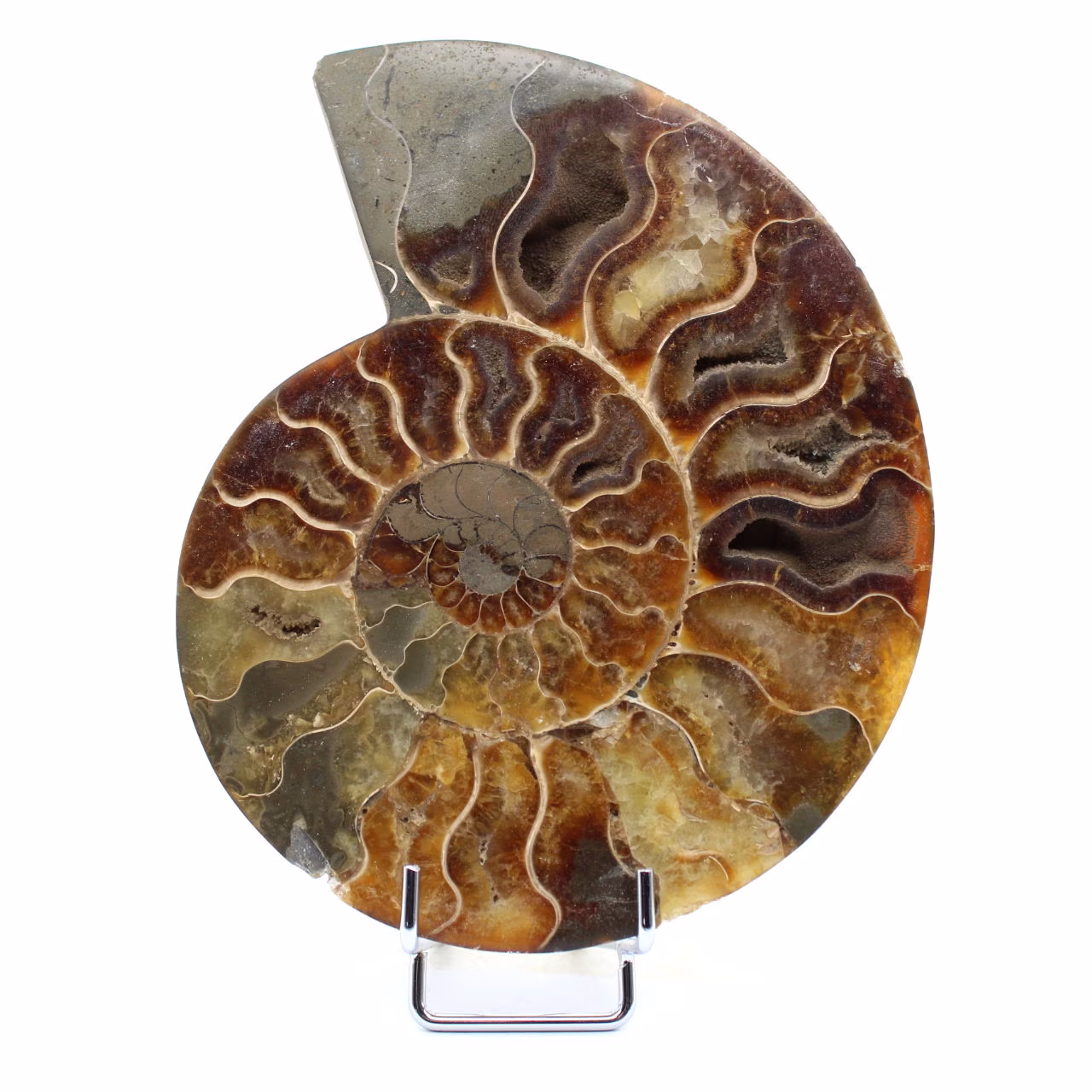 Fossiler polierter natürlicher Ammonit
