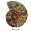 Polierter fossiler Ammonit aus Madagaskar - 0