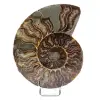 Polierter Ammonit aus Madagaskar - 0
