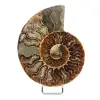 Fossiler natürlicher Ammonit - 0