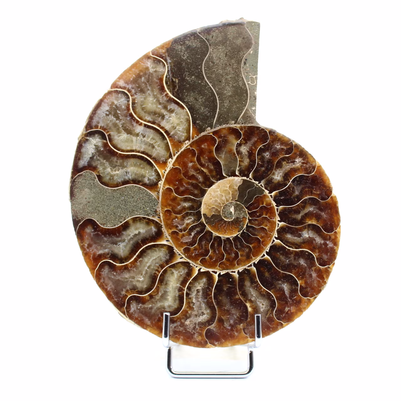 Fossiler natürlicher Ammonit
