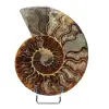 Fossiler Ammonit aus Madagaskar - 0
