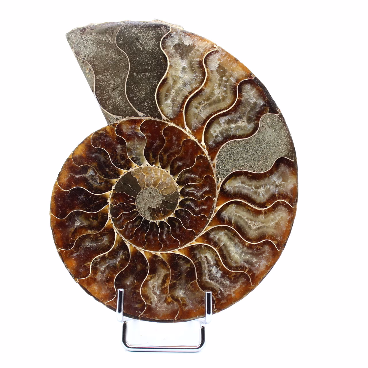 Fossiler Ammonit aus Madagaskar