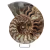 Ammonite de Madagascar