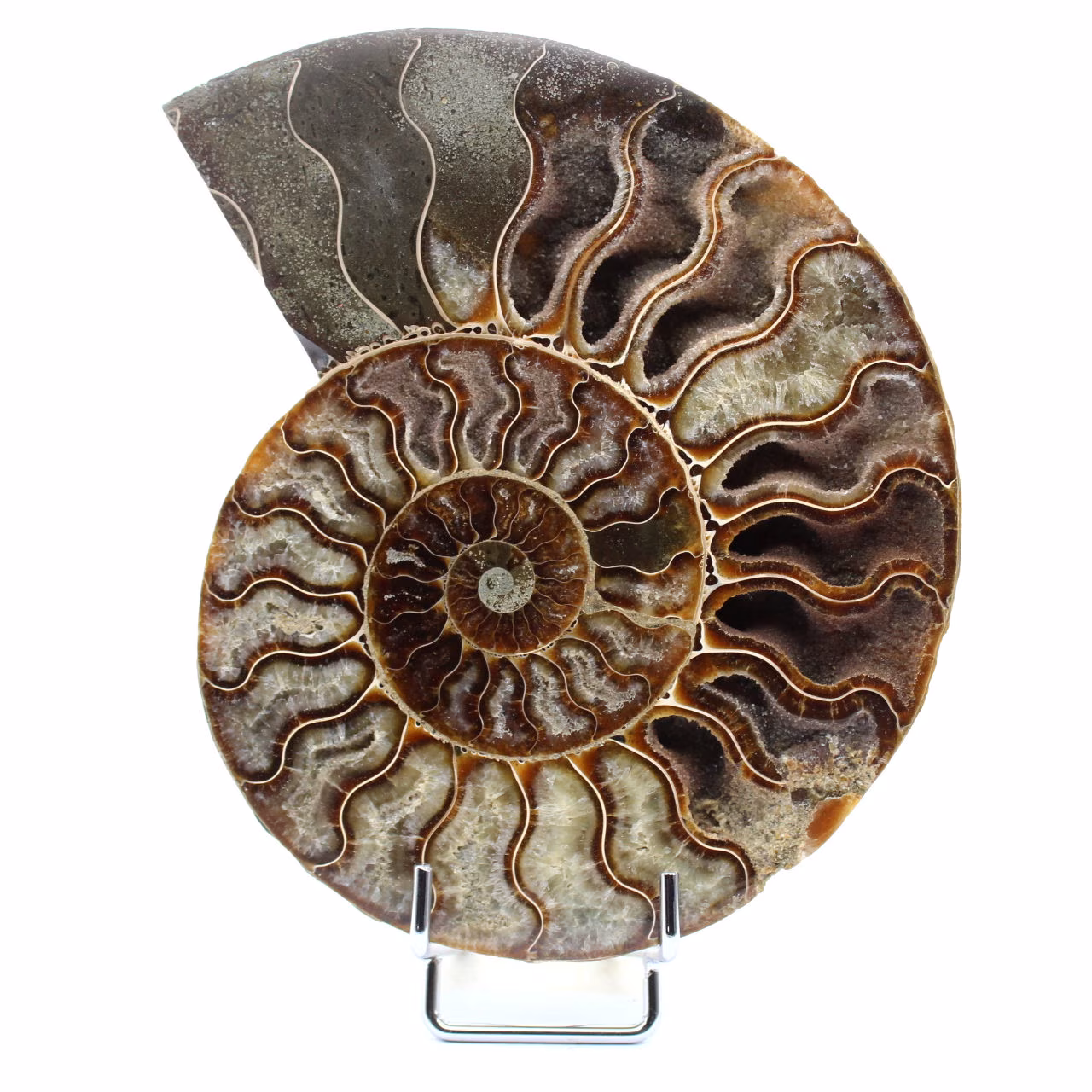 Ammonit aus Madagaskar