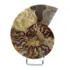 Polierter fossiler Ammonit aus Madagaskar - 0