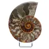 Natürlicher Ammonit aus Madagaskar - 0