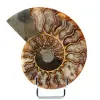 Fossiler polierter natürlicher Ammonit - 0