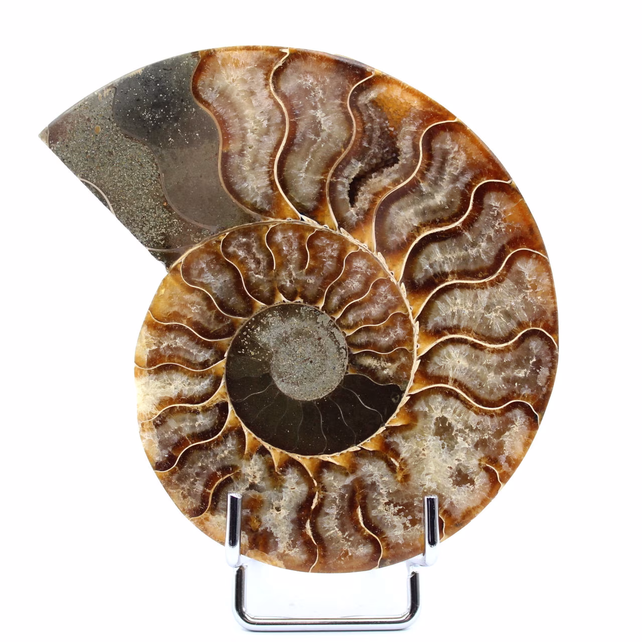 Fossiler polierter natürlicher Ammonit
