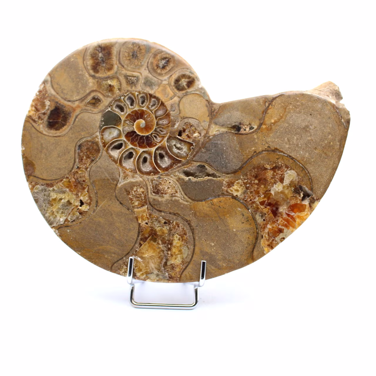 Fossiler natürlicher Ammonit