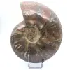 Beschädigter ganzer Ammonit - 0