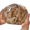 Fossile holzscheibe poliert - 0