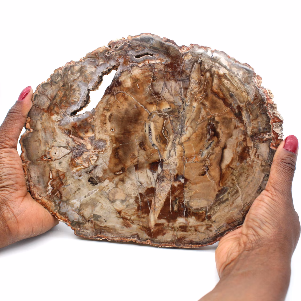 Fossile holzscheibe poliert
